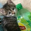 lipton13_music