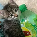 @lipton13_music