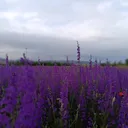 @muhammed_s32