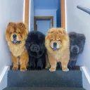 @dognaire