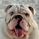@jupiterthebulldog