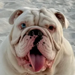 jupiterthebulldog