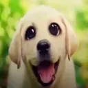 @vuncleafr