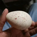 @poultryinmotion254