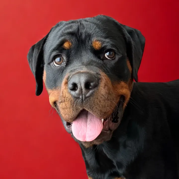 @kingrextherott