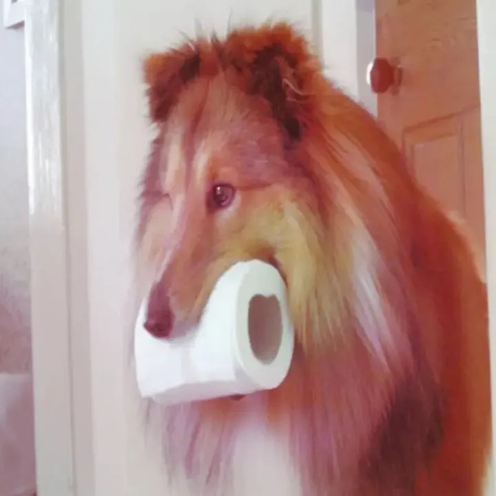 @ruffcollie