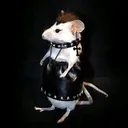 @ratadark