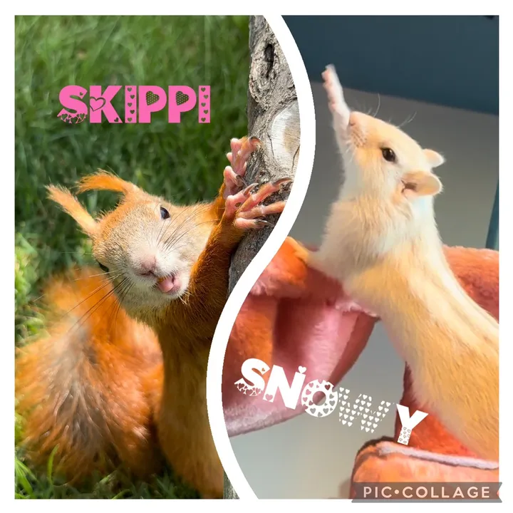 iloveskippi