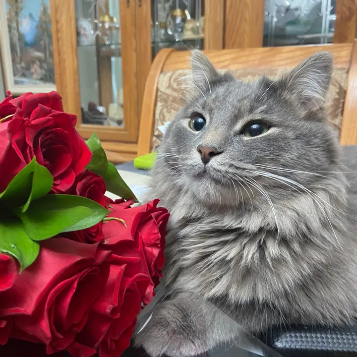 pookieethecat
