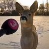deardeerdiya
