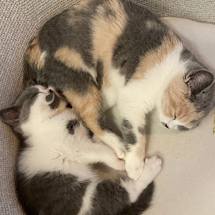 socks_and_kiko