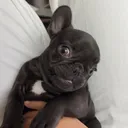 @mabelthesffrenchie