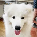@mendelthefloppyeared