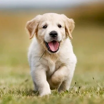 @funny_za2
