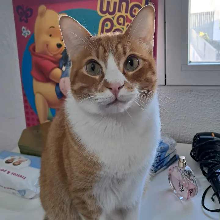 domexabip0