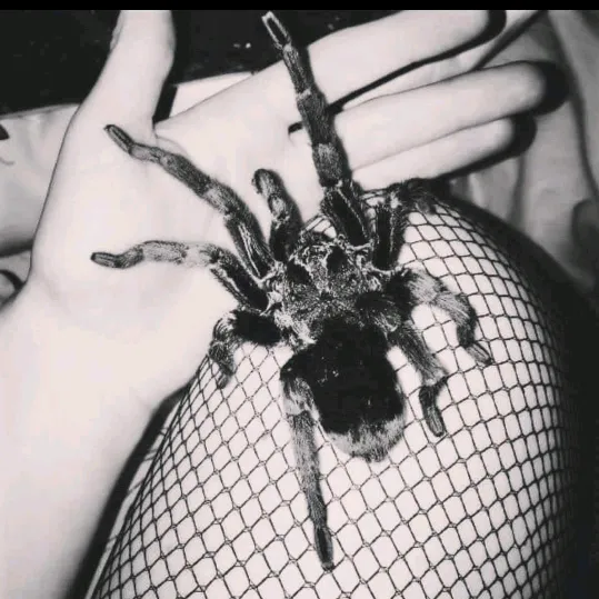 huntressvenimeuse