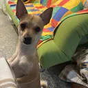 @piccolotheo1
