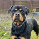 @greenacresrescue