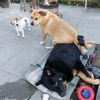 thesepupsthough