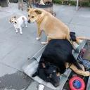 @thesepupsthough