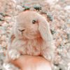 animals.soft.videos