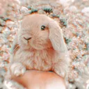 @animals.soft.videos