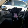 leothechiweenie