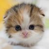 tinyfoldmunchkin