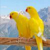 hangu.birds