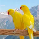 @hangu.birds