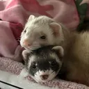 @nuggetandpebbles
