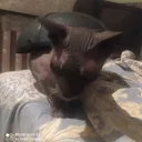 @kotik_buba99