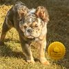 luxuryfrenchiesby