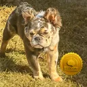 @luxuryfrenchiesby