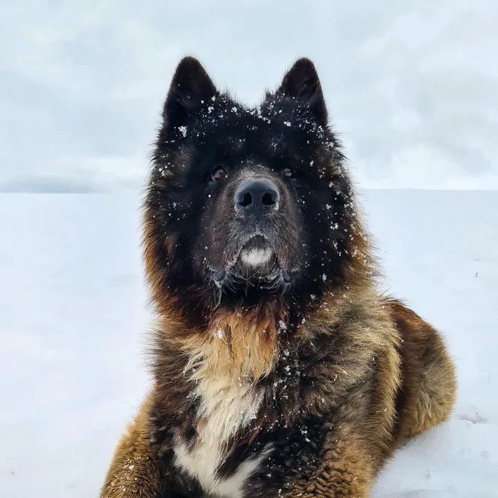atilus_maximus