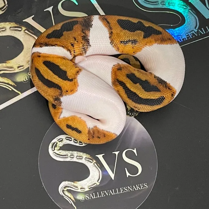 sallevallesnakes