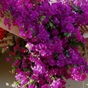 @hayatnafiamerica2