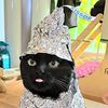 voidcatz