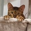 macho_tiger_lucky