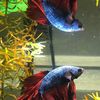 davidsfeesh