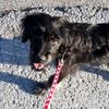 roxy_mischling_dog