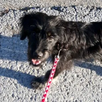 roxy_mischling_dog