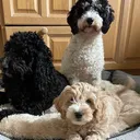@pamperingpets