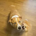 @jessicas_animals87