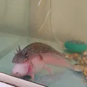 @axolotl.uretim