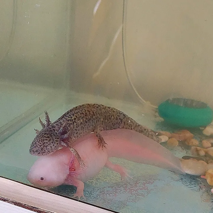 @axolotl.uretim