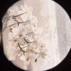 mycenainterrupta