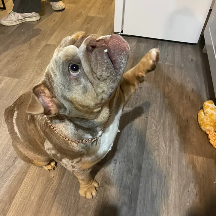 @bulldog_maggie