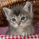@funnycatsl1fe