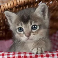 funnycatsl1fe